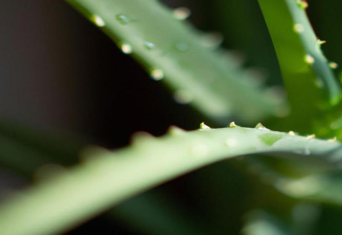 How often should you water aloe plants