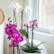 How Often Should I Water My Orchid Plant?