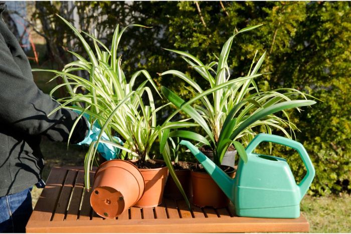 How often do you water spider plants