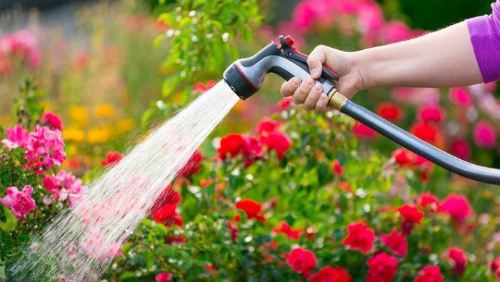 How often should i water my plants