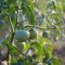 How Often Should You Water Tomato Plants