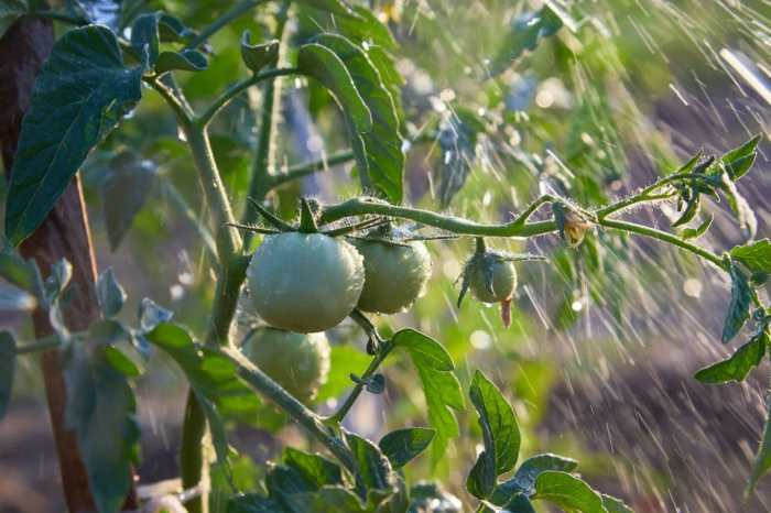 How often should you water tomato plants