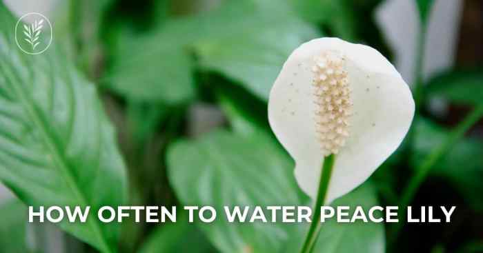 How often to water peace lily plant