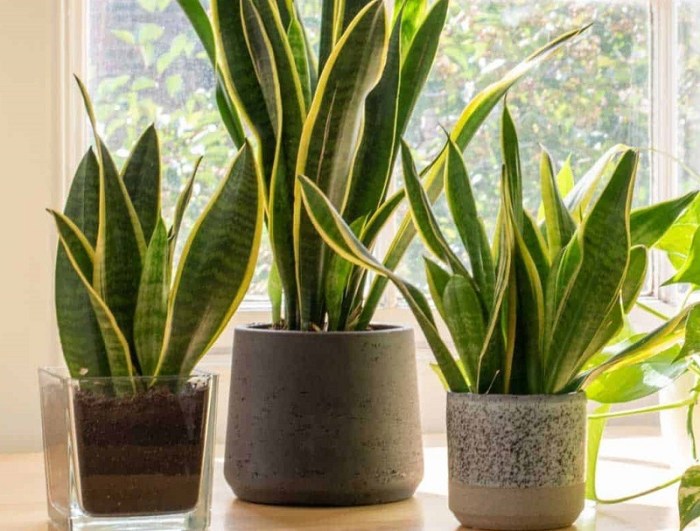 How often do you water snake plants