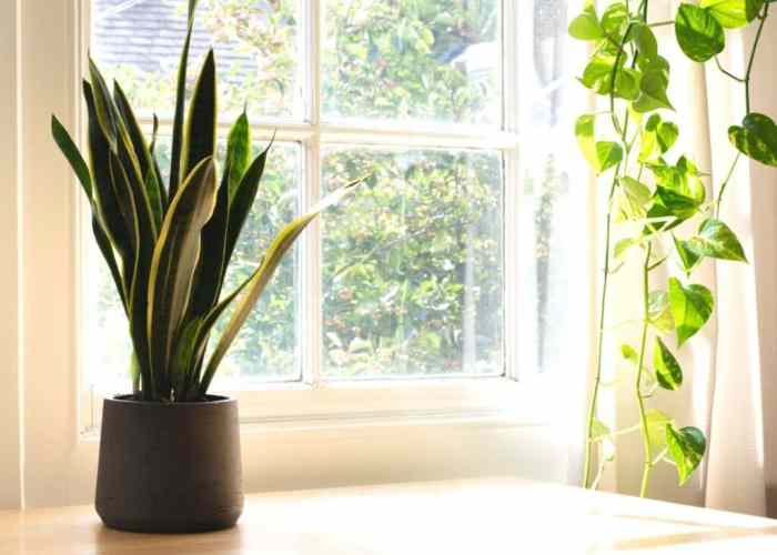 How often should i water my snake plant