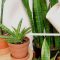 How Often Should I Water My Snake Plant?