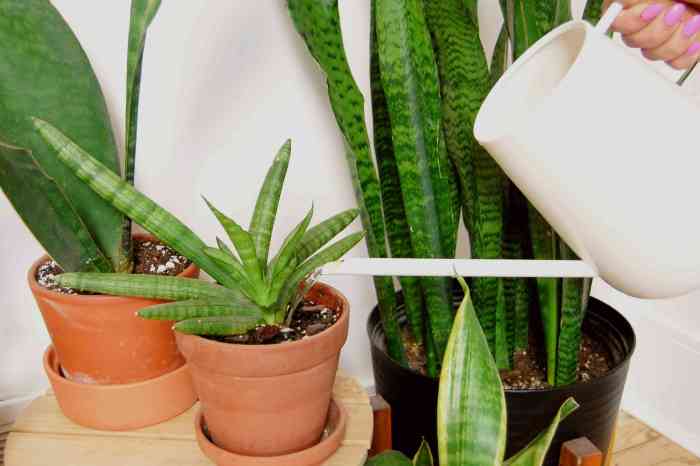 Snake plant water often should do