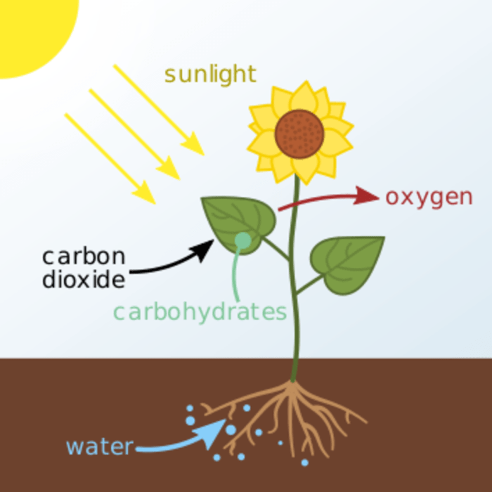 Water transpiration plants factors affecting plant process solute internal roots movement soil get biology cells examples potential atmosphere processes photosynthesis