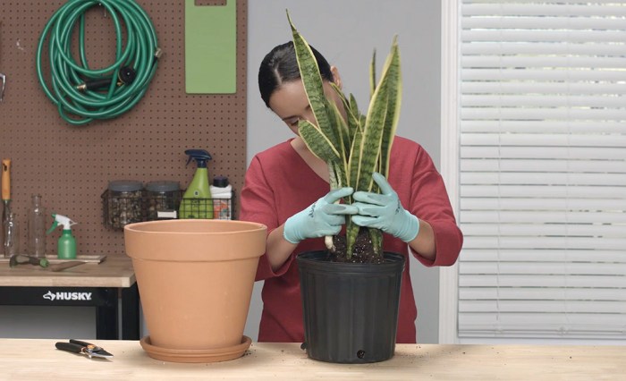 How to propagate snake plant in water