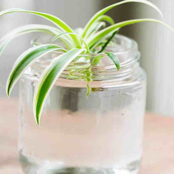 How often to water a spider plant