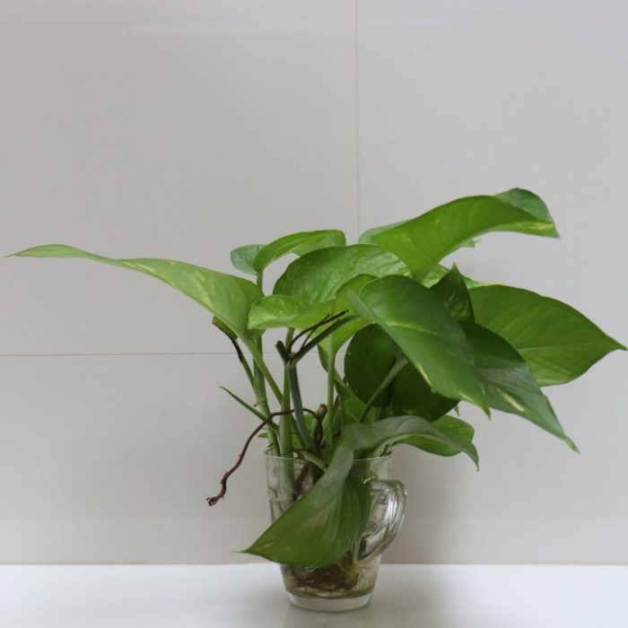 How often to water money plant