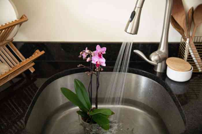 How to water an orchid plant