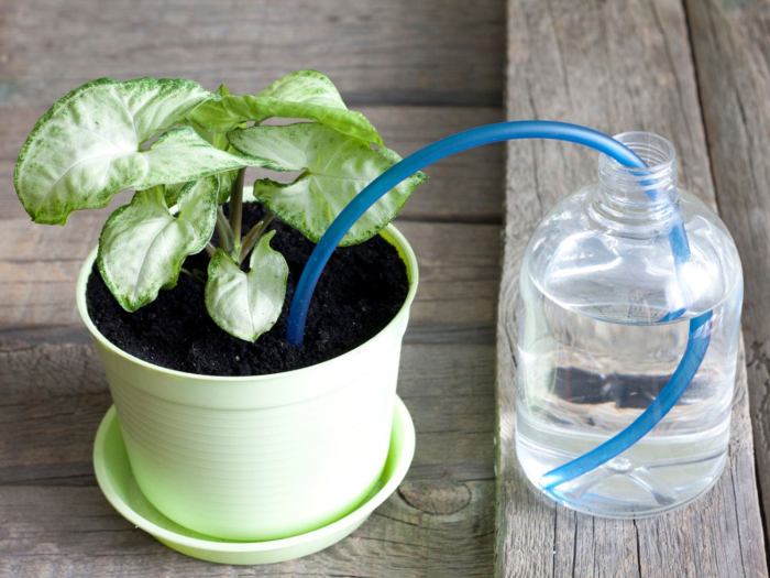 How to water plants