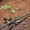 How Often Do Farmers Water Tomato Plants?