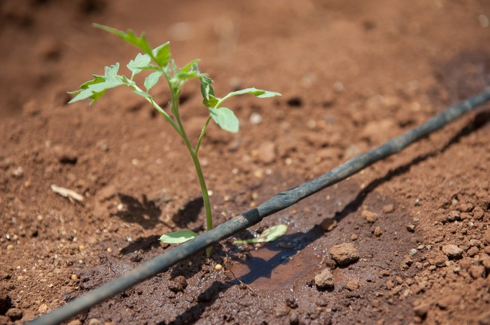 Irrigation drip tomato tomatoes production kits using