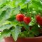 How Often to Water Tomato Plants in Pots