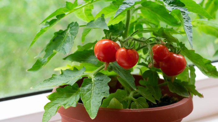 How often to water tomato plants in pots