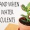 How Often Should You Water Succulent Plants?