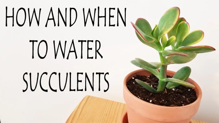 How often should you water succulent plants