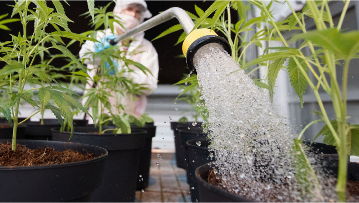 How mhuch water foe buding thc plants