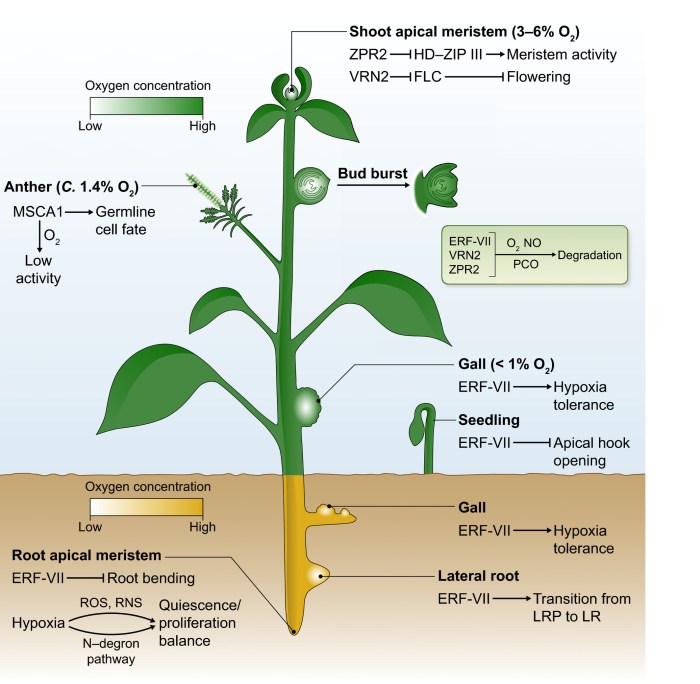 Does water provide plants with oxygen