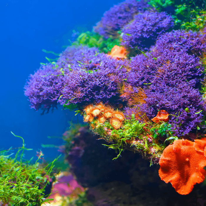 What plants are good for salt water aquarium