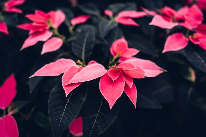 How to water a poinsettia plant