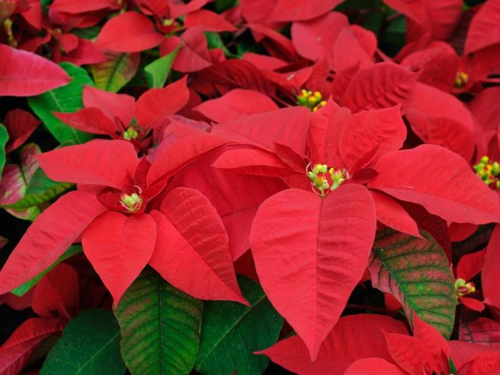 How much to water poinsettia plants