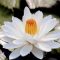 How Do You Plant Water Lilies?