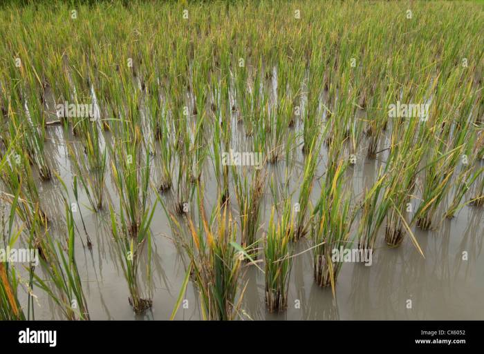 Does rice water make plants grow