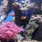 What Plants are Good for Salt Water Aquariums?