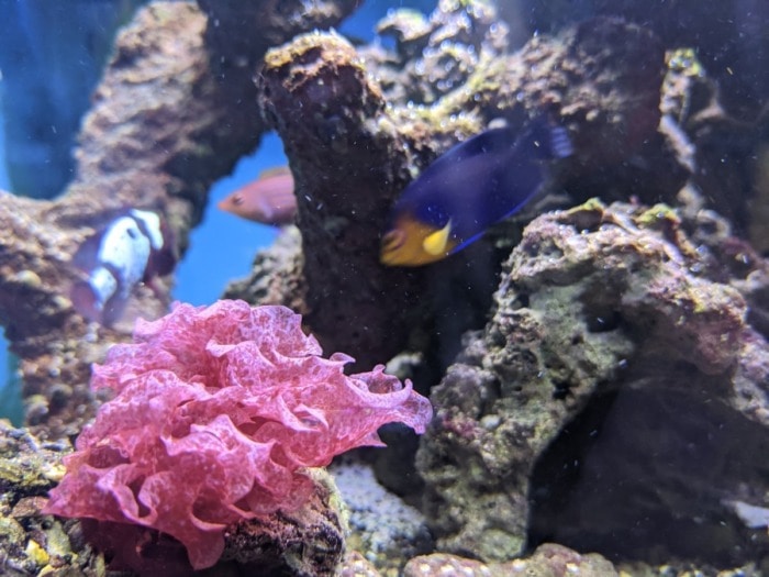 What plants are good for salt water aquarium