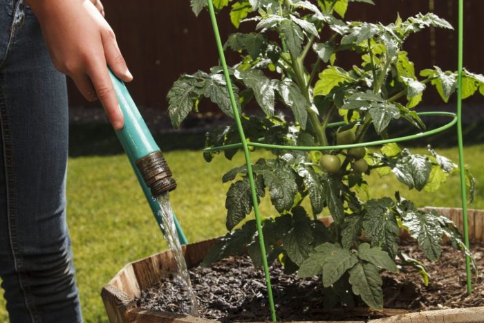 How often should i water my tomato plants