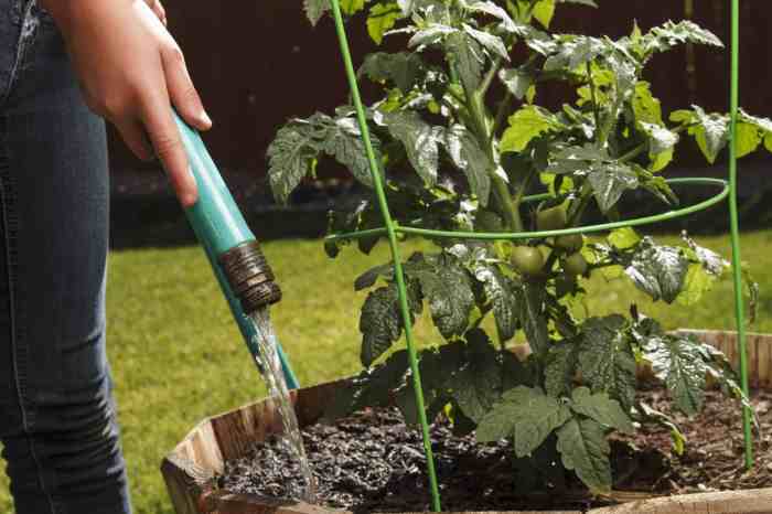 How often to water tomato plants in pots