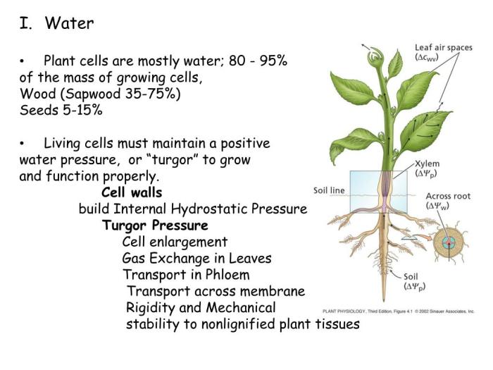 Plants minerals plant need do