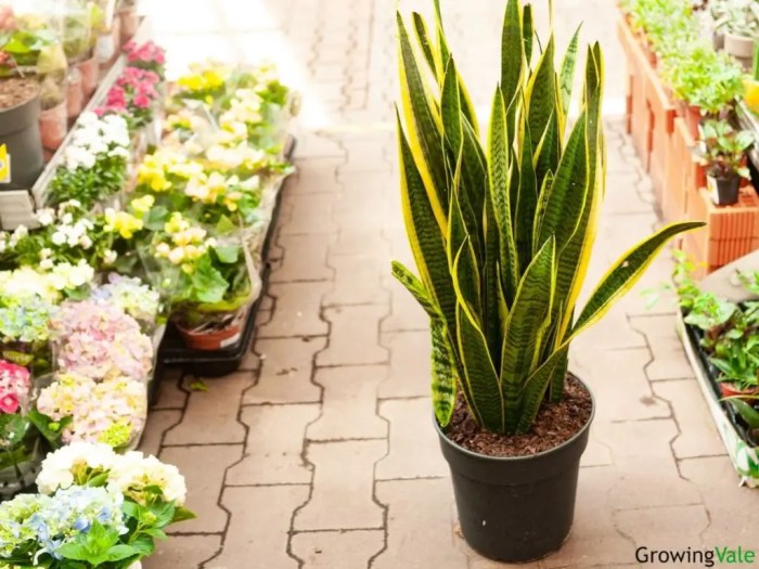 How often do you water a snake plant