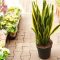 How Much to Water a Snake Plant