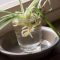 How Often to Water a Spider Plant