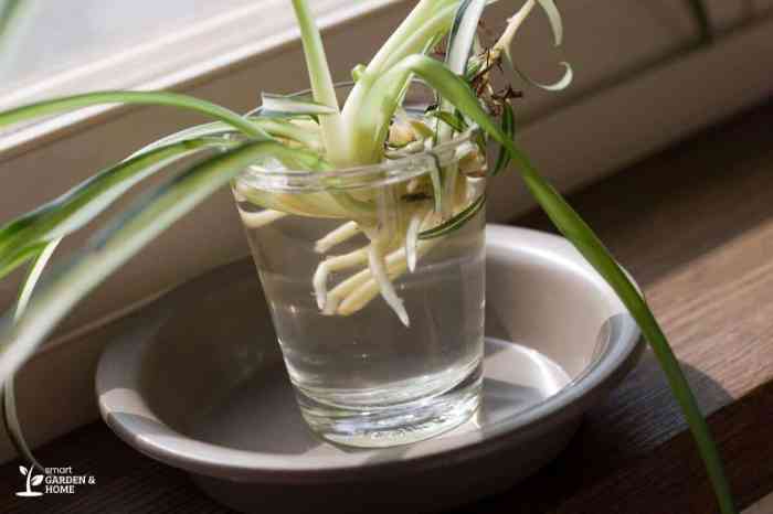 How often to water a spider plant