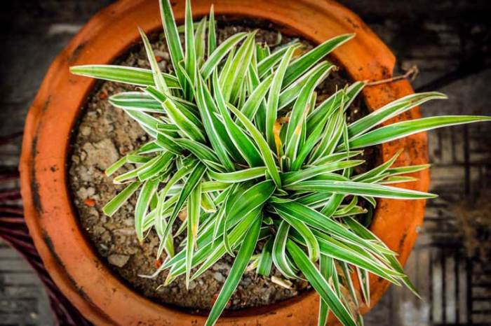 How often do you water spider plants