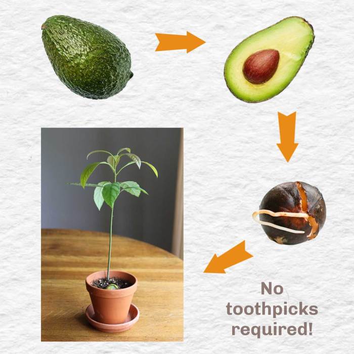 Avocado plant growing can seed grow seeds care house houseplant di article plants indoor trees easy choose board gardenseason backyard