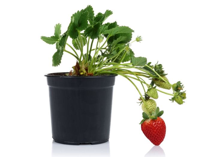 How much water does a strawberry plant need