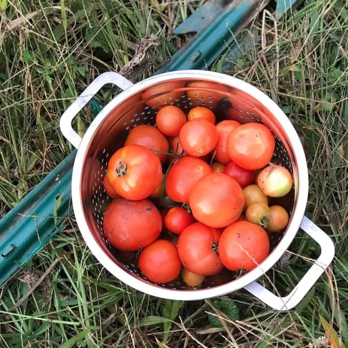 How much water for tomato plants