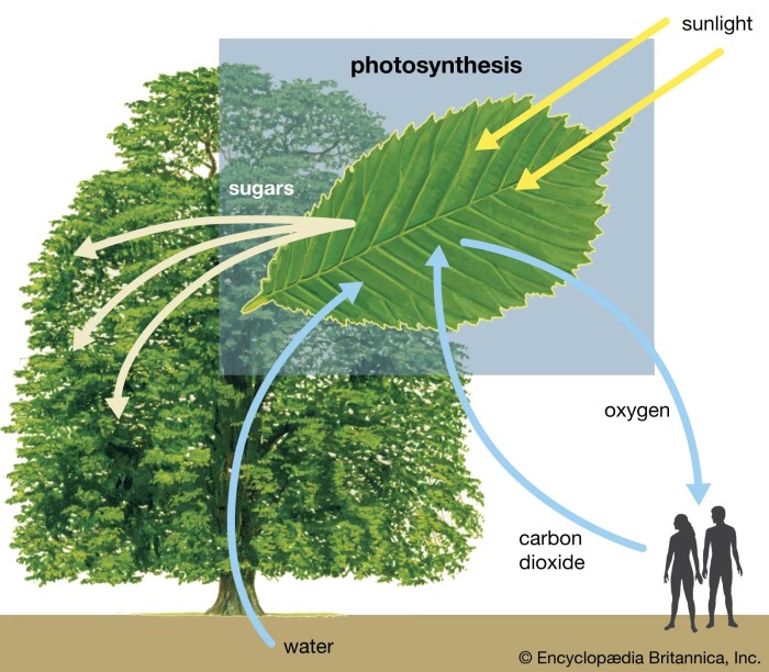 Oxygen produce dioxide sunlight breathe photosynthesis which animals ucl meaning