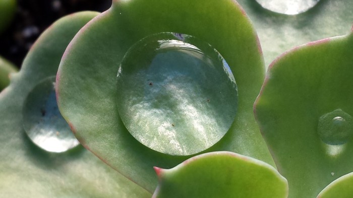 How to water succulent plants