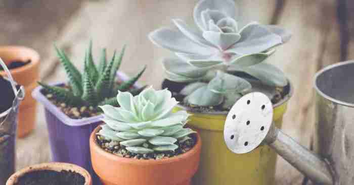 How often should you water succulent plants