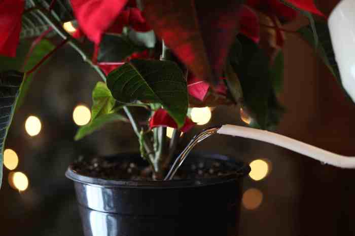 How to water a poinsettia plant