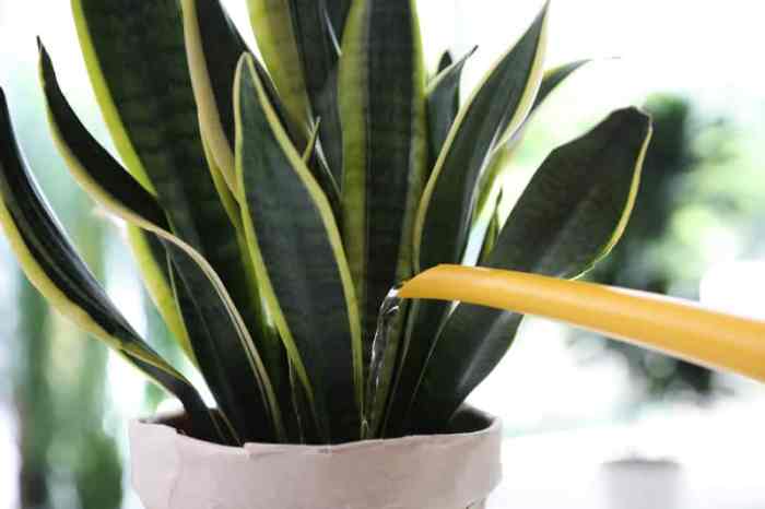 How often do you water snake plants