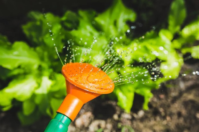 Watering water longfield