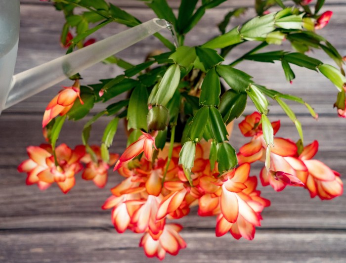 How often to water a christmas cactus plant